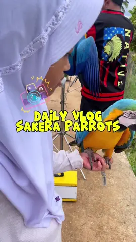 #creatorsearchinsights akhirnyaa @butterfly 🌷💐 punya macaaaw! Makasih ya piii udah selalu repeat order udah ga keitung berapa kali beli burung disini🥰🫰🏻 maaci yaa..#parrot #parrotsoftiktok #freeflyingparrot #blueandgoldmacaw 