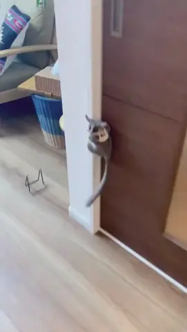 Happy galago.
