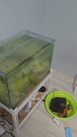 Она хотела аквариум 🤣🤣🤣#аквариум #aqua #aquarium 