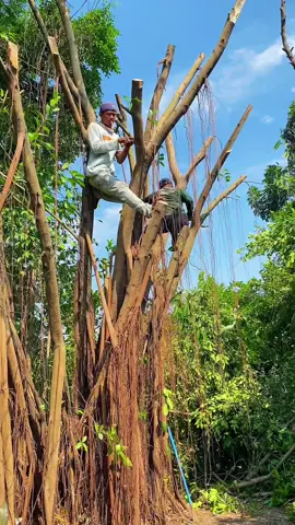Istimewah bossku 😎 #promomakangajian #dayflorist #dolarmikro #bonsaidolar #bonsaibali 
