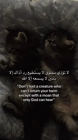#quran #foryoupage #لايك__explore___ #مالي_خلق_احط_هاشتاقات #قران 