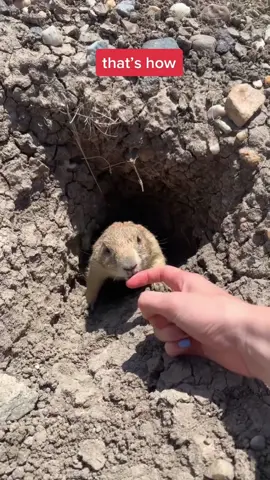 Prairie dogs #prairiedog #groundhog #pet #fyp #foryou #animals #funnyvideos #cute #pets 