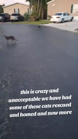 this has to stop #catlife #STRAYCATS #catmom #fypシ゚viral 