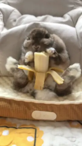#แม่ไม่ต้อง🐰🍌🙄#มะเฟืองเองค่ะ🐰 #มะเฟืองจอมซน🐰❤️ #สัตว์เลี้ยงของฉัน #น่ารักที่สุด 