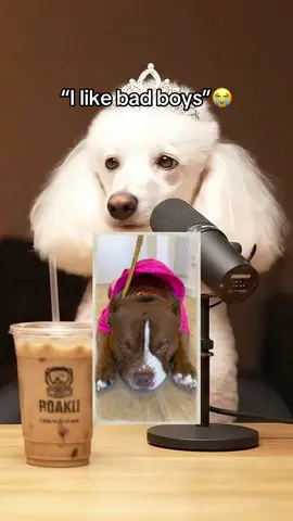 Minnie might have a crush 😆 #dogtok #dogpodcast #doghumor #podcastclips #barkafterdark 