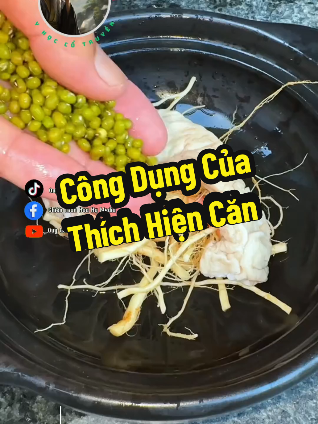 Bạn đã biết công dụng tuyệt vời của Thích Hiện Căn chưa? - Tác dụng: bệnh trĩ, trị nội, trĩ ngoại, đại tràng, viêm dạ dày, viêm ruột, loét tá tràng, loét dạ dày, viêm thực quản trào ngược #quycoctiensinh #thienythanhthu #thaoduocdaitoan #huyenmonthanhnu 