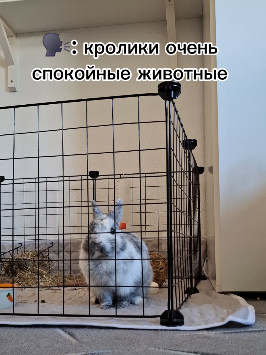 и так каждый раз 🥲 #питомец #кролик #рекомендации #хочуврек 