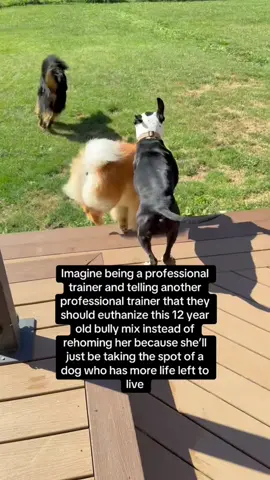 #stitch with @Ash everyone tells you not to get dogs around the same age because they’ll all be young and crazy at the same time but no one warns you about how they are all going to get old and die at the same time too and that’s so much worse