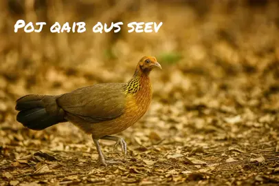 #เสียงร้องไก่ป่าตัวเมียเรียกตัวผู้  #Poj qaib qus seev nrhiav lau