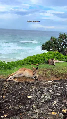 Australia has my whole heart! 🇦🇺❤️ 📍North straddie, QLD 🏝️ #australia #kangaroo #beach #visitaustralia #queensland 