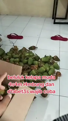 beluluk kelapa hijau Fress #beluluk #obatherbal #belulukkelapa 