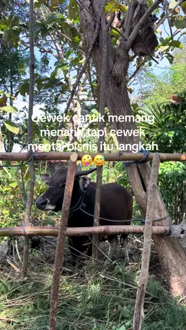 Langkah e 😂#nttpride🏝🔥kupangntt💯 #nttpride🏝🔥fypシviral #sapi #amarasipride🌻🏝❤ #cewek 