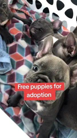 Mr Giveaway Free Puppies is here with more free puppies to giveaway  #funnyanimals  #frenchiesoftiktok #frenchbulldogs #fyp #fyppppppppppppppppppppppp 