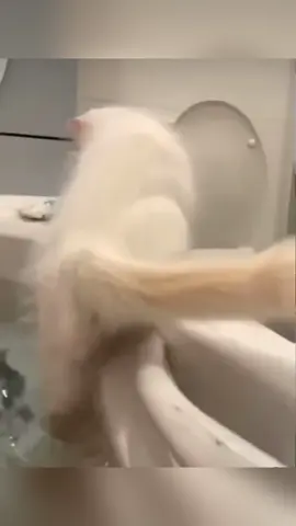 When you have an insanely curious cat…#funny #cat #funnycat #cutecat #tiktok #catsoftiktok #foryou 