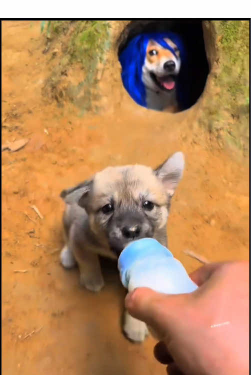 Wow, the master of the spirit liquid loves me the most #Littlepuppy #Countrysidedog #GardenDog#Dog #Cutedog  