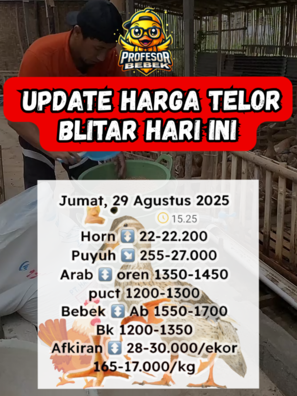 #updatehargatelur #telurbebek #peternakmuda #ternakbebek #bebekpetelur 