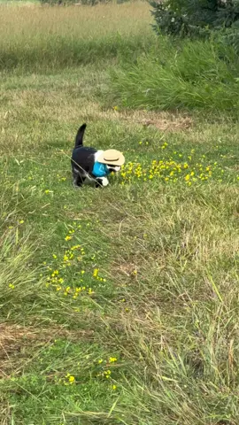 Meowdy purrtners. Full butterfly incident clip (including him yelling at the film crew prior for walking down the wrong path) along with a field, road, and hay building inspection 🧐  If you’re a fan of Jack Spicer’s kitty cat cowboy content please consider subscribing or joining his Patreon linked in bio 😊 everything helps ❤️  #cat #cats #catlover #catsofinstagram #catlovers      