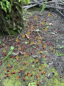 Orang kebun pasti tau😋