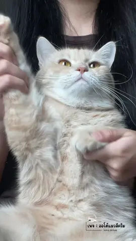 อีกสักเพลง  #ออโต้แมวสีครีม #catdance #แมว #cat 
