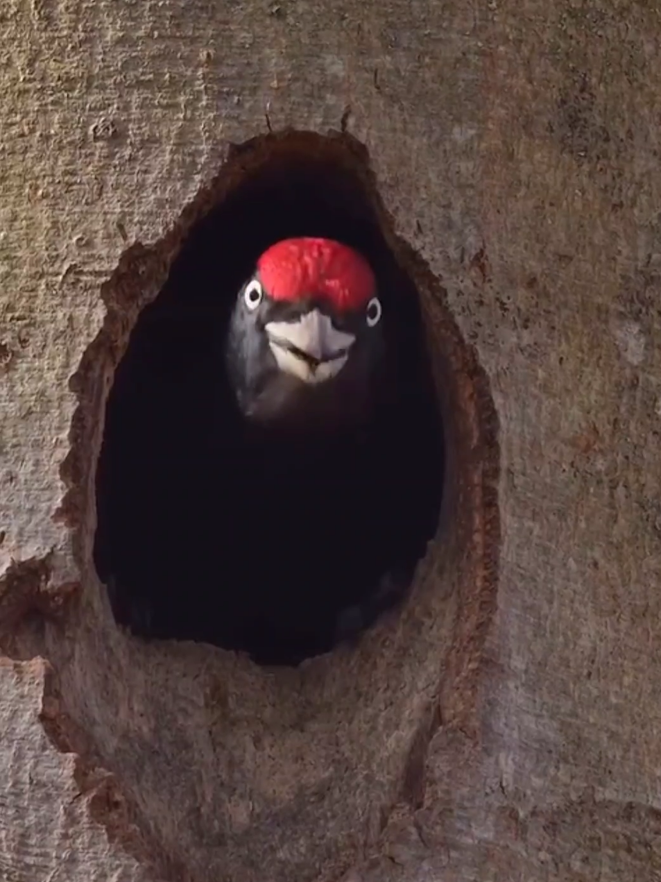 Wonderful sounds of nature #animalworld #wildlife #nature  #amazing #natural #sounds #foryoupage 