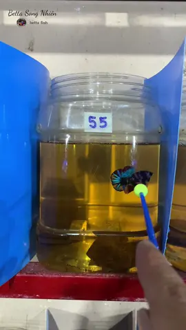 Mưa quá mưa #thienbinh #betta #bettasongnhien #bettafish