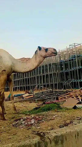 সৌদি আরবের মানুষ উট কে খুব আদর করে ভালোবাসে 🐪🇸🇦🥰 #saudi #arabia #people #camel #Love 