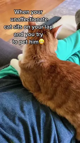 so funny!!!#cats #cute #funnycat #funny #funnyvideos