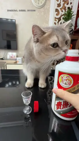 #LearnOnTikTok #catsoftiktok #viral 