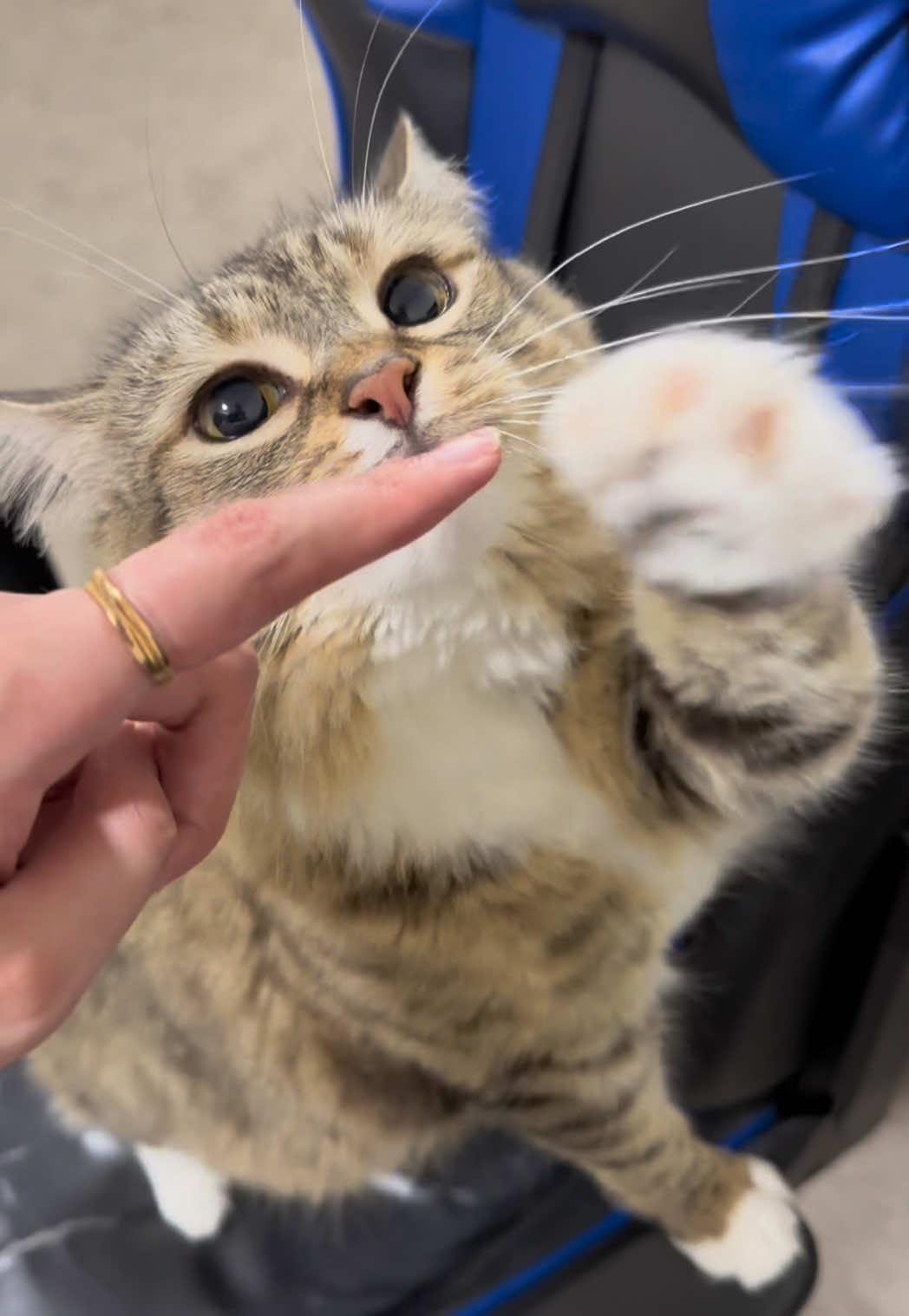 Car talks a lot today #catsoftiktok 