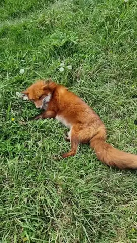 Foxy 