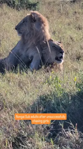 the 2 nomads that chased our beautiful rockets unsuccessfully until they gave up. Cr juliusmukorah #lionlover #saveanimals justiceforoloisiadu justiceforlorkulup justiceforolobor #followers➕ #fyp #viral 