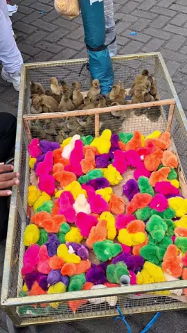 Sapa nih yg udah dewasa msih suka beli ayam warna-warni?😅 #mentahan #mentahanvideo #ayam #bebek #ayamwarnawarni #lucu 