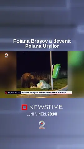 Plimbarea cu mașina prin Poiana Brașov parcă s-a transformat într-o excursie de tip safari. ▪️Șoferilor le ies zilnic în cale urși care umblă nestingheriți pe drumurile din stațiune. ▪️Dacă în autoturisme, turiștii sunt protejați, pericolul e mare pentru cei care se află pe trotuare. #newstime #kanald2 #poianabrasov #ursi #pericol 