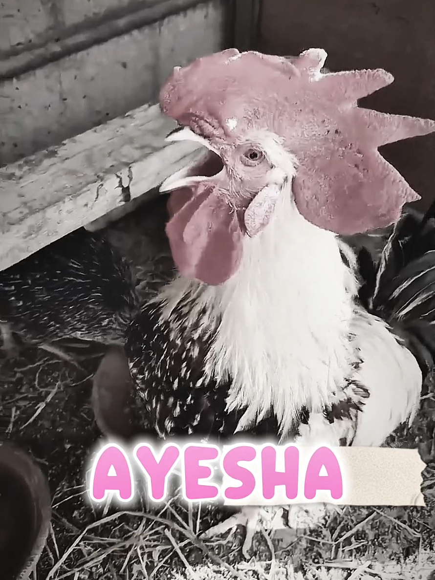 Tag Ayesha Name 😜  #trinding #rooster #callingnames #unitedkingdom #foryou 
