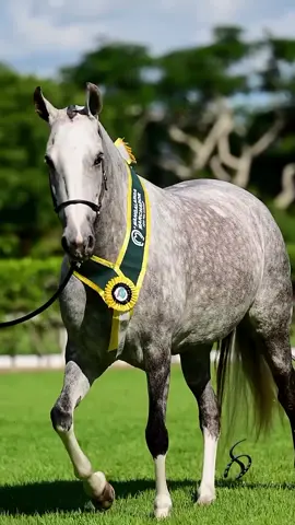 📸 Turmalina Porteira Azul (Palhaço Porteira Azul x Quirina EAO) 🏆 GRANDE CAMPEÃ NACIONAL MARCHADOR IDEAL 2025 🏆 Campeã Nacional Égua Graduada 2025 🏆 Res. Grande Campeã Marchador Ideal 🏆 Campeã de Categoria Égua Graduada 🏆 Res. Campeã de Marcha Égua Graduada Expo Brasileira do Criador 2025 🏆 1º Prêmio Nacional de Categoria Égua Sênior 2024 🏆 Campeã Brasileira de Marcha Égua CBM 2023 🏆 Res. Campeã Nacional Égua 2023 #PortalMarchador #MarketingPortalMarchador #Marcha  #mangalargamarchador #mangalarga      @portalmarchadoreventos
