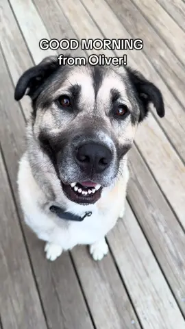 He was sooo politely waiting for a treat. When we are out on walks he always wishes more than anything that people will stop their busy day to say hi to him and give him some love. 🥹