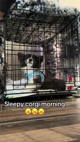 We don’t let him sleep overnight in his harness, but it’s so comfortable that sometimes he naps in it! #fluffycorgi #corgi #puppylife #dogsoftiktok #dogharness 