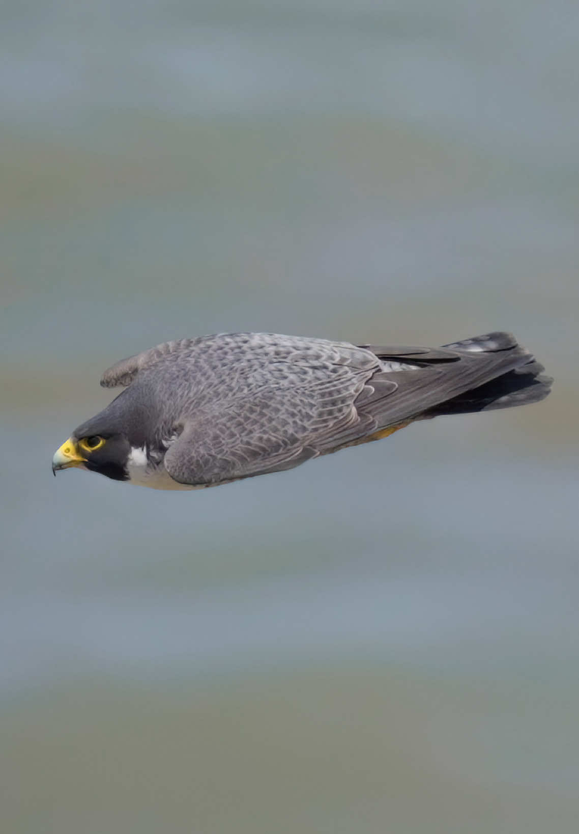 Odin the stoop master. Before he starts stooping he looks at me to check if I am ready to film.  . . . #falcon #peregrinefalcon #birdsofprey #falconlovers #birdlovers   