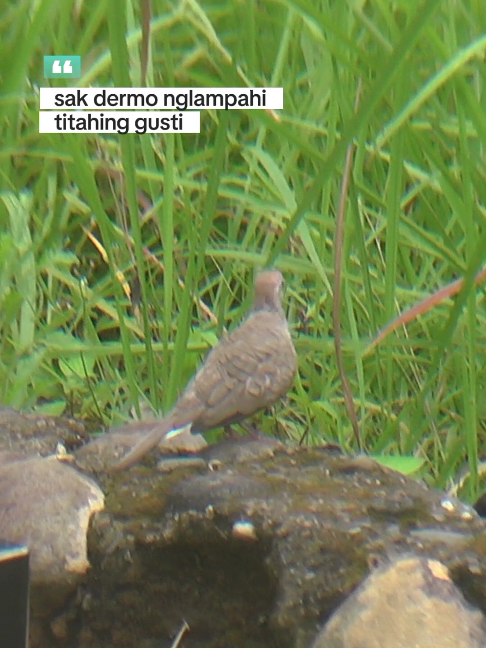 Perkutut Lokal Alam mencari pasangannya #perkutut #beranda #fyppppppppppppppppppppppp #perkututlokal #perkututkaturanggan 