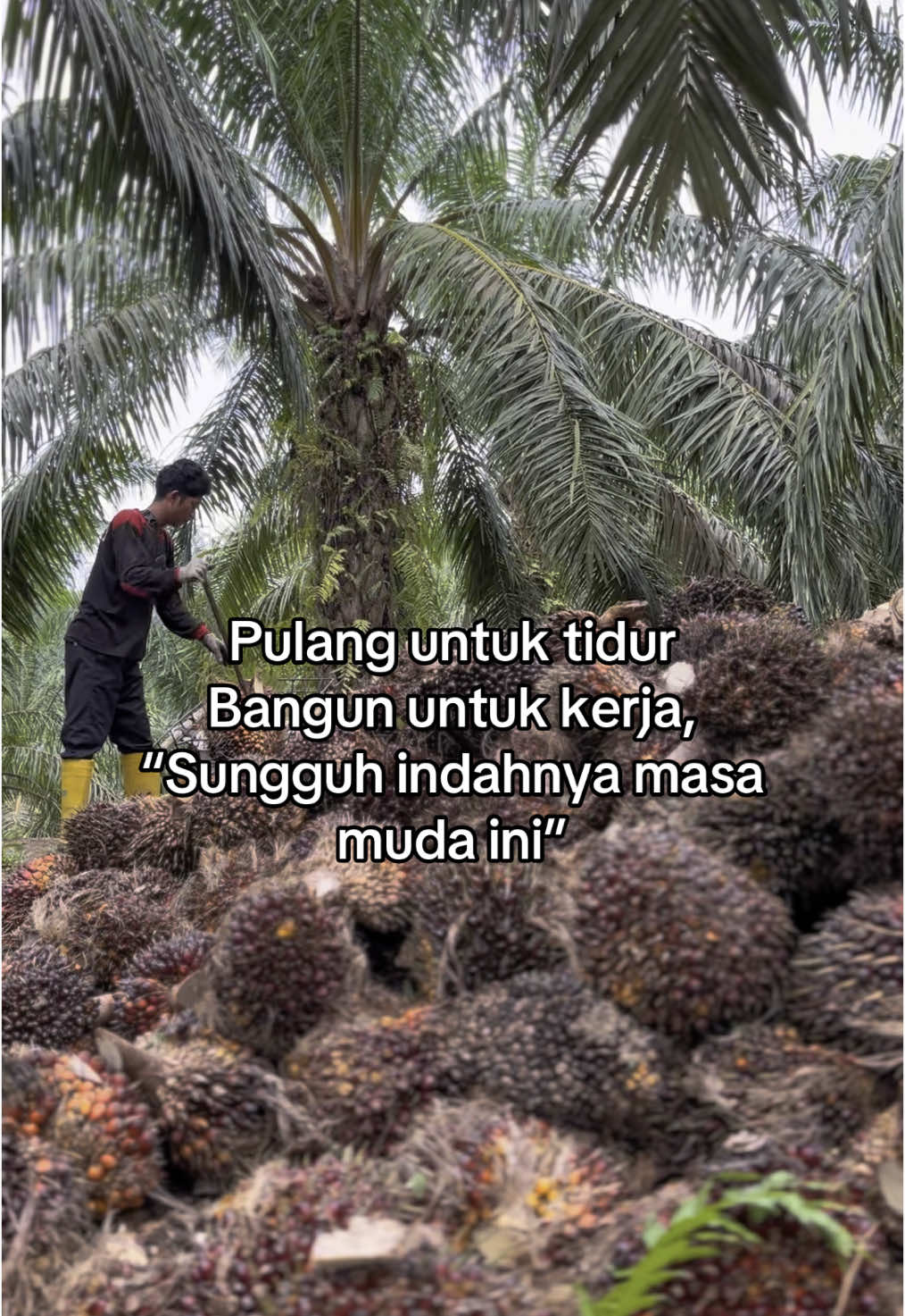 Masa penuh dengan sakit pinggang😌😇#fyp #fypシ゚ #fypage #fypシ゚viral #fouryou #fypdongggggggg #sawit #kulisawit #petanimudasukses 