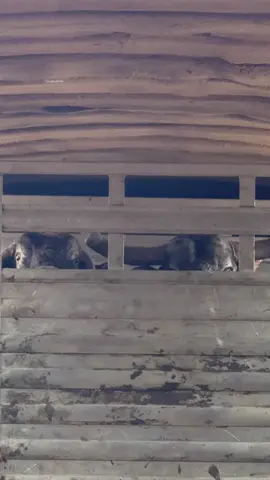 Punchy Pete & Lari’s Speck are ready to get off the trailer😂  #HWR 