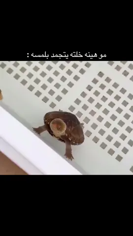 #صح 👌🏻🤣🤣🤣🤣🤣🤣🤣🤣🤣🤣🤣🤣🤣🤣🤣🤣🤣🤣🤣🤣🤣🤣🤣