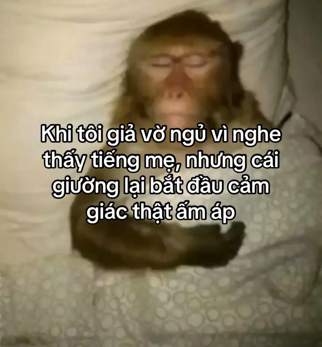 #ngủngon #meme #fyp #viral #xuhuong 