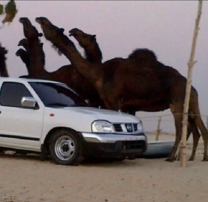#الشعبيه_بدها_هيك #درب #الخطر #ارشيف #شعبي 