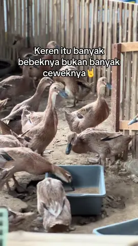 #bosmuda #peternakbebek #bebekpetelur #peternakmuda #peternak #KRD #kiarunnerduck 