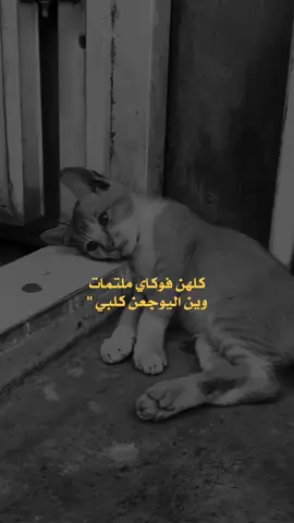 #كلهن_فوكي_ملتمات_وين_اليوجعن_كلبي💔🥀 #اشعارر #اشعار_حزن #اشعار__وقصايد🤍🕊️ #حزنننننننننننن💔💔💔💔💔💔😭😭😭😭 