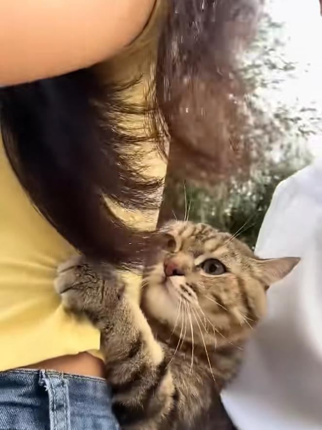 kelakuan kucing 🐈  #kucing #kucinglucu #kucingtiktok #kucinggemoy #kucingnyimut 