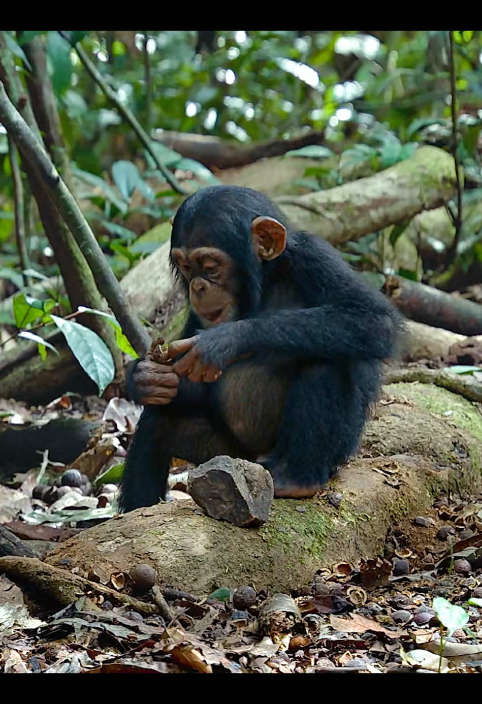 #amazinganimals #animalworld #chimpanzee #animalslifestyle #fyp 