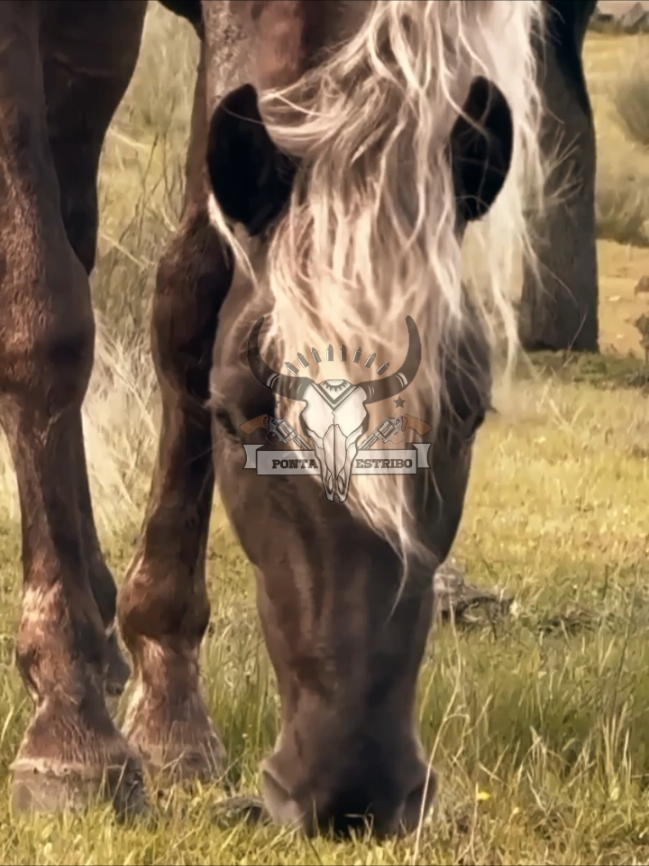 #CapCut #fyp #foryou #country #cavalo 