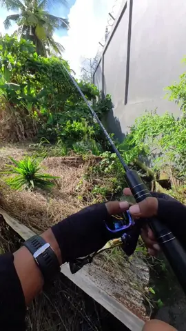 2X menerobos celah rerumputan #mancing #casting #aditangler 